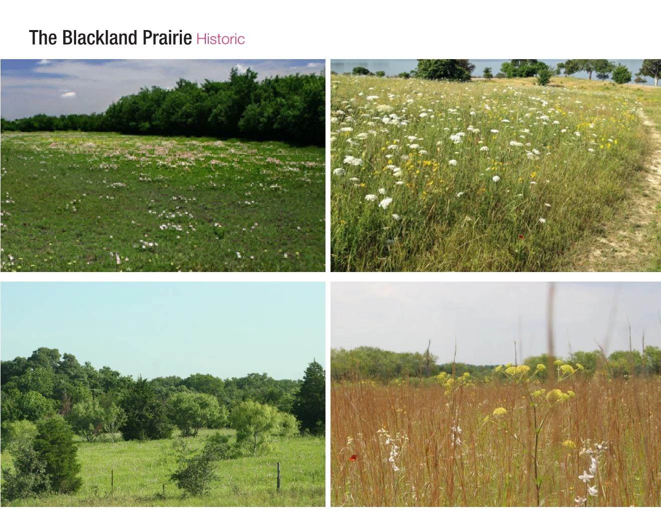 The Blackland Prairie: four photographs of meadow, wildflowers, a woodland edge and tall grass